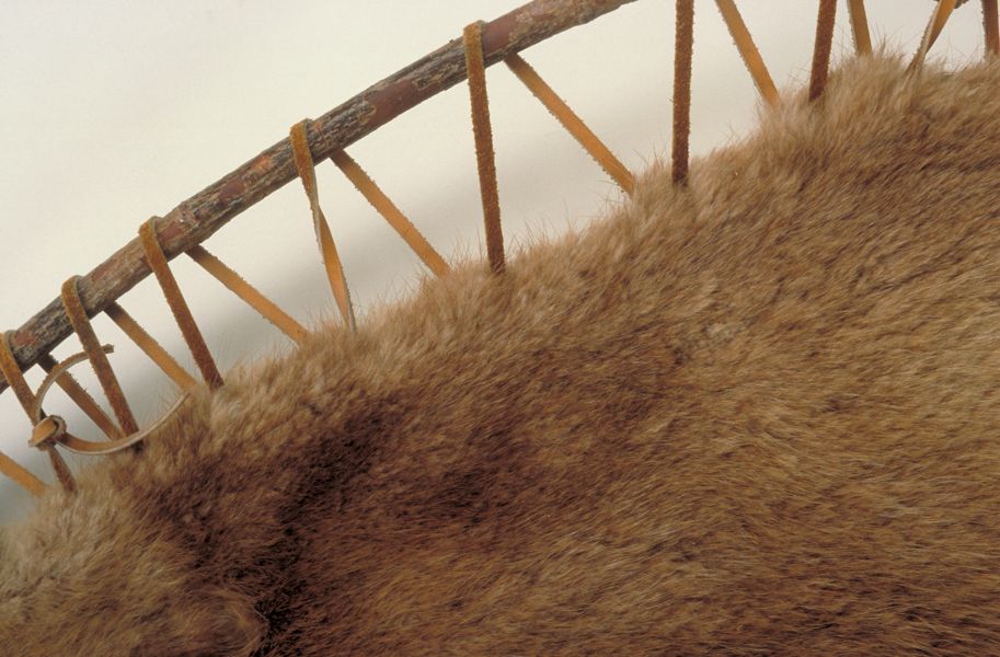 beaverpelt